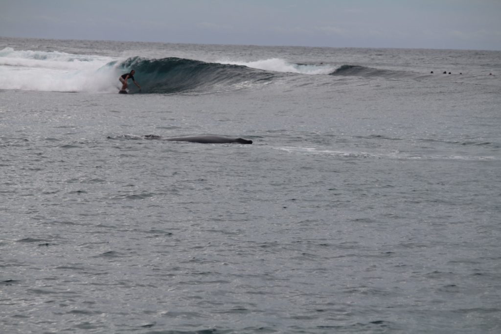 whalesurf