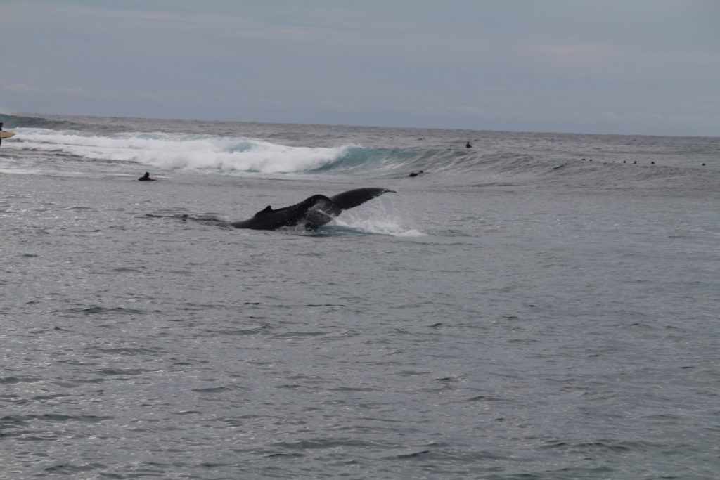 whalesurf2